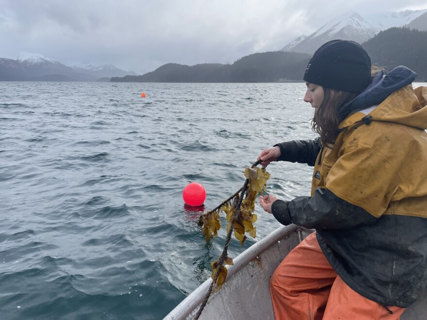 Briana Murphy, the Chugach Regional Resources Commission mariculture liaison, harvests kelp at the Alutiiq Pride Marine Institute in Seward in spring, 2026.
