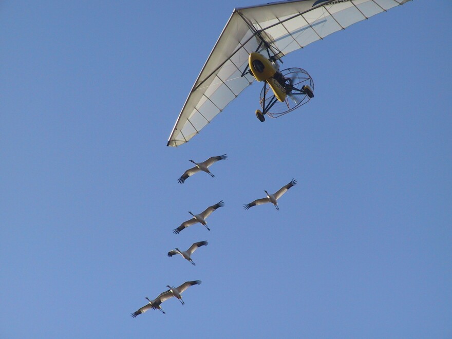 All the whooping cranes studied by the University of Maryland team received the same initial flight training as chicks, following an Operation Migration ultralight from Wisconsin to Florida in the fall. The <em>Science </em>study looked at data on their subsequent migrations — without the plane — beginning with the following spring.