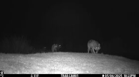 A trail camera captures four wolves from the one Ear Pack moving across a grassy hill in Jackson County, Colorado at night on May 6.