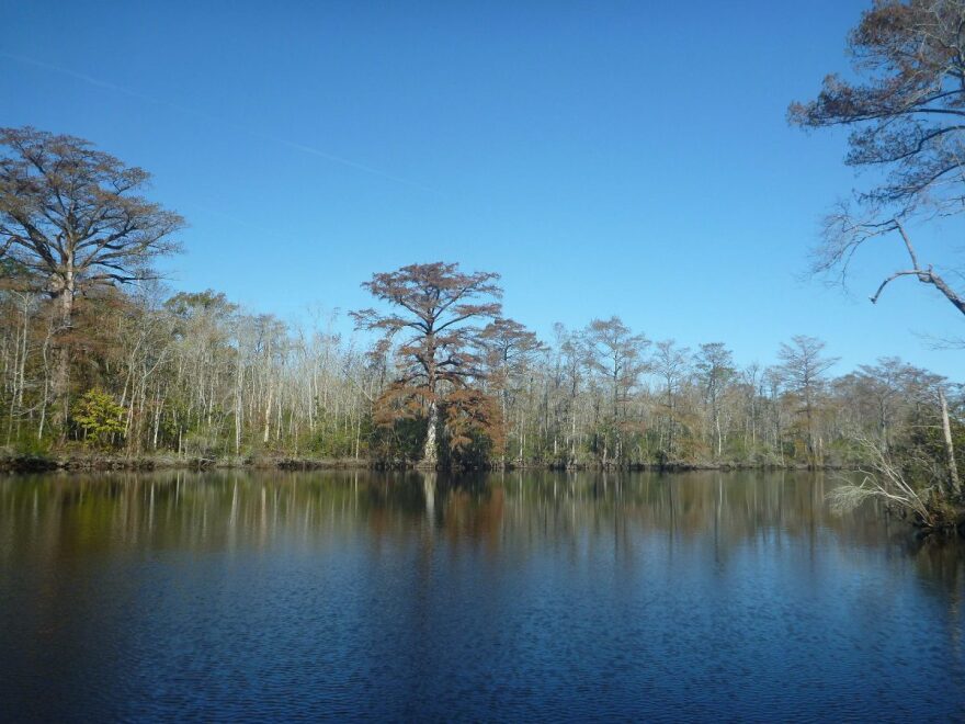 Property along Salmon Creek in Bertie County is one of eight tracts Weyerhaeuser will set aside for conservation.