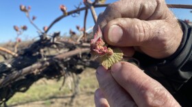 Jim Willard shows “bud break” on an old block of concord grapes eight miles north of Prosser, Washington. The baby leaves and buds start pushing out to become grown vines and grapes.