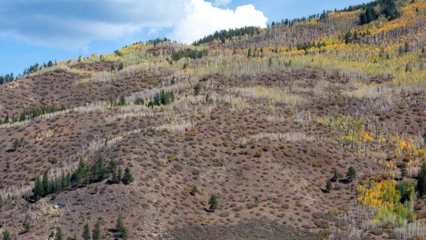 Small patches of brush dot Smuggler Mountain. The bare patches on the mountain are the result of brush thinning for wildfire mitigation purposes, which the Aspen Fire Protection District completed late this summer.