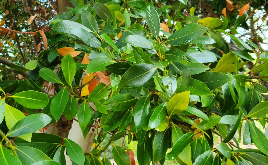 The European Bay Tree that is edible, unlike the California Bay Laurel Bush