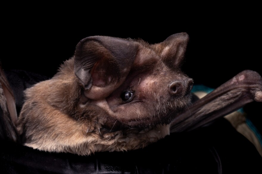 A bonneted bat in the Everglades. Effects of the Everglades detention center on the environment of the Everglades could cut across flora and fauna and even just causing lightening the night sky around the center.