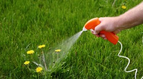 Spraying chemicals to kill dandelions.