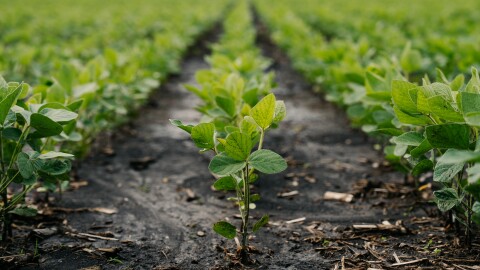 Acres of soybeans sprout at the Johnson family farm on Thursday, June 18, 2026, in Rankin, Illinois.