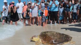 Erica, a loggerhead sea turtle, is released back into the gulf after being treated for pneumonia at Gulf World Marine Institute on Thursday, July 14, 2016, in Inlet Beach, Fla. (Heather Leiphart/The News Herald via AP)