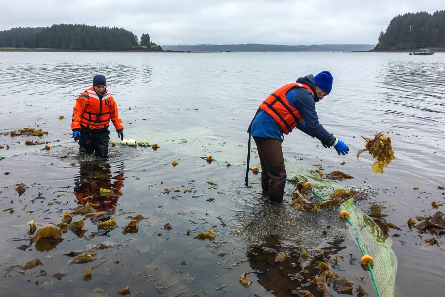 Fisheries biologist Mike Litzow (right) clears kelp from the seine he uses to catch young cod for a study to help determine whether the species will bounce back in the Gulf of Alaska.