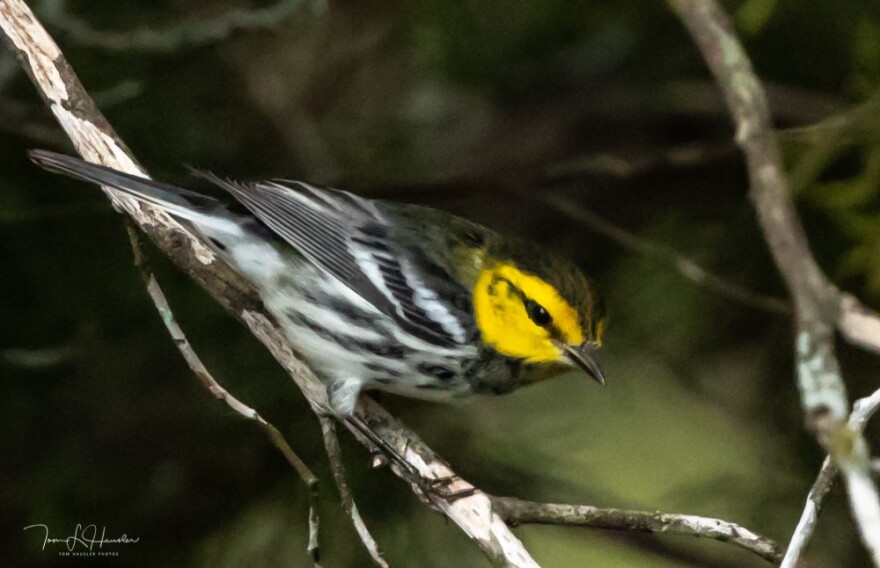 A Golden-cheeked Warbler perches on a tree was taken on Plant Lady Lane, just outside Dripping Springs.