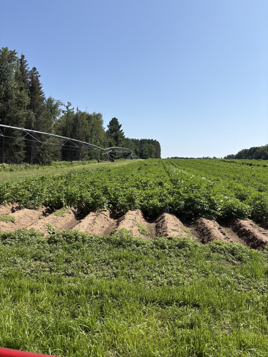 Potatoes are tested over the generations to hopefully get the best variety for the producer and consumer.