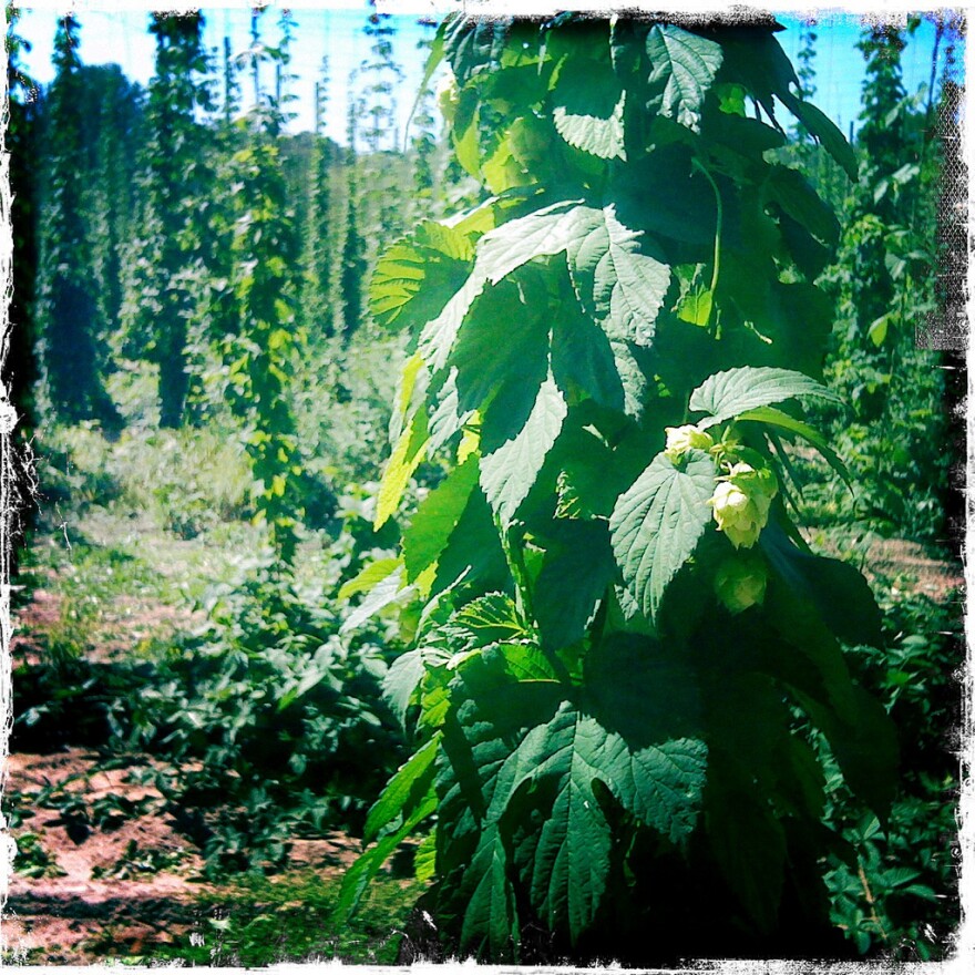 Hops grown on a farm in Leelenau, Michigan.