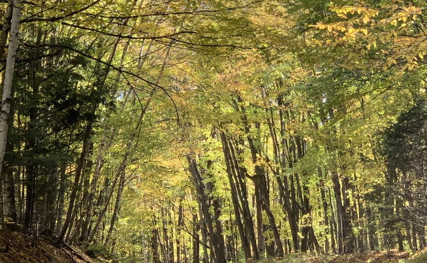Forest road - Chequamegon-Nicolet National Forest