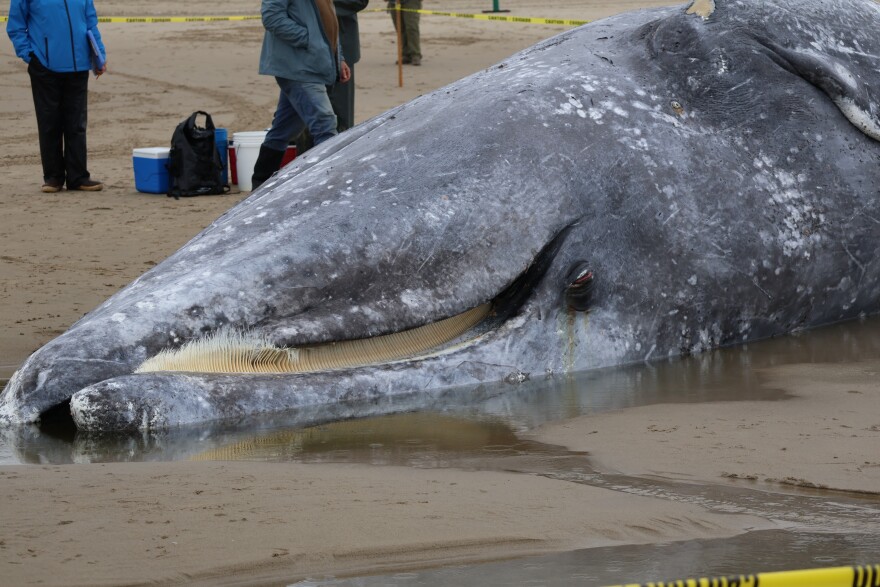 An adult female gray whale washed up on the beach near Yachats, Ore. on April 12, 2026.