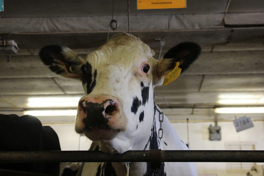 Unlike most dairy cows in America, which are descended from just two bulls, this cow at Pennsylvania State University has a different ancestor: She is the daughter of a bull that lived decades ago, called University of Minnesota Cuthbert. The bull's frozen semen was preserved by the U.S. Agriculture Department.