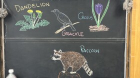 Chalk illustrations show a raccoon, crocus flower, grackle, and dandelion.