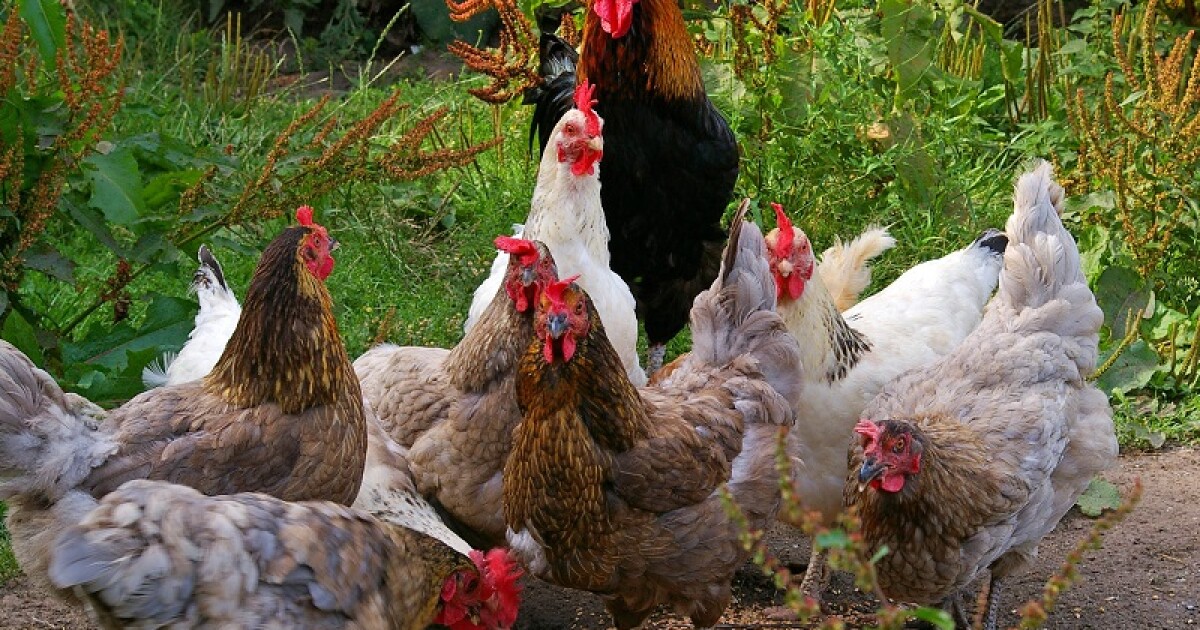 U.S. facing largest outbreak of bird flu in its history, including backyard flocks in Kentucky