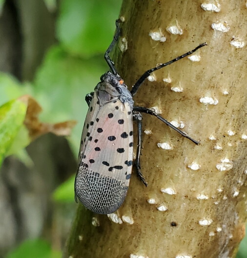 Adult lanternfly on a tree trunk. The bug has grey wings with black spots.