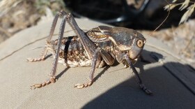 Close up photo of a mormon cricket. 