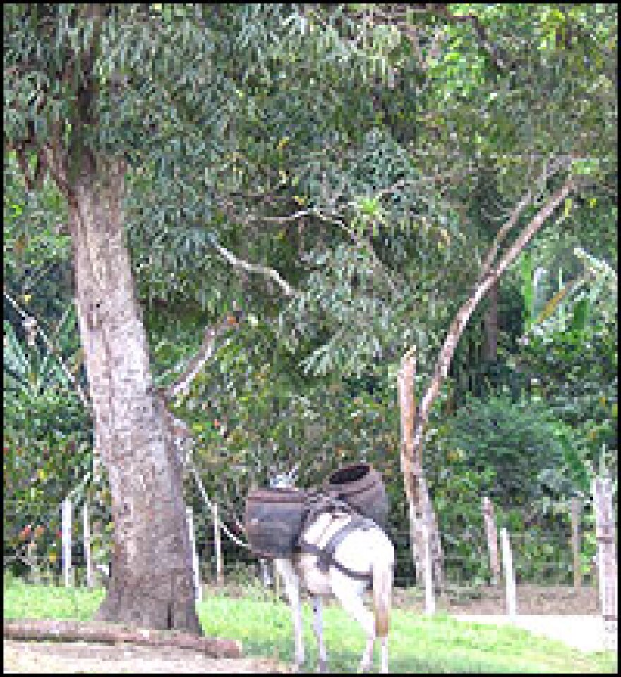 Tavares  has planted his cacao trees — the source of chocolate —  under a taller canopy of rainforest trees in cabruca-style farming.