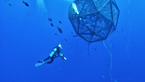 A diver approaches a floating pen full of fish