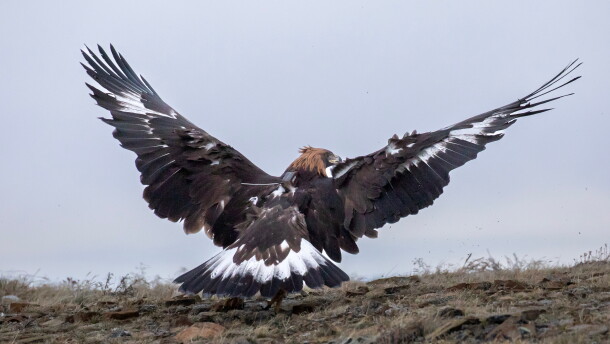 A brown, white and black golden eagle prepares to lift off the ground.