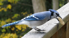 A Blue Jay (Cyanocitta cristata) with a peanut in its beak.