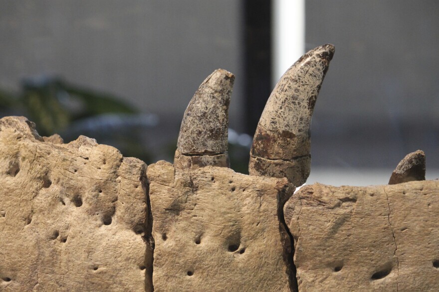 The teeth and jawbone of a newly identified subspecies of tryannosaur are displayed at New Mexico Museum of Natural History and Science in Albuquerque, N.M., on Thursday, Jan. 11, 2024. 