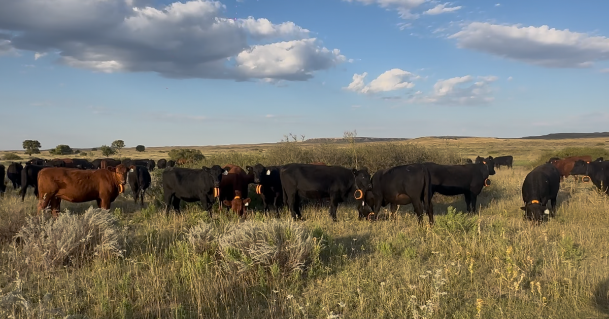 New research and technology hopes to aid in wildfire recovery for Texas cattle ranchers