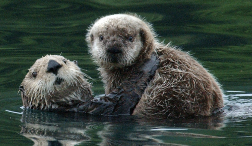 Sea otters are a federally protected species under the Marine Mammal Protection Act. (U.S. Fish and Wildlife Photo
