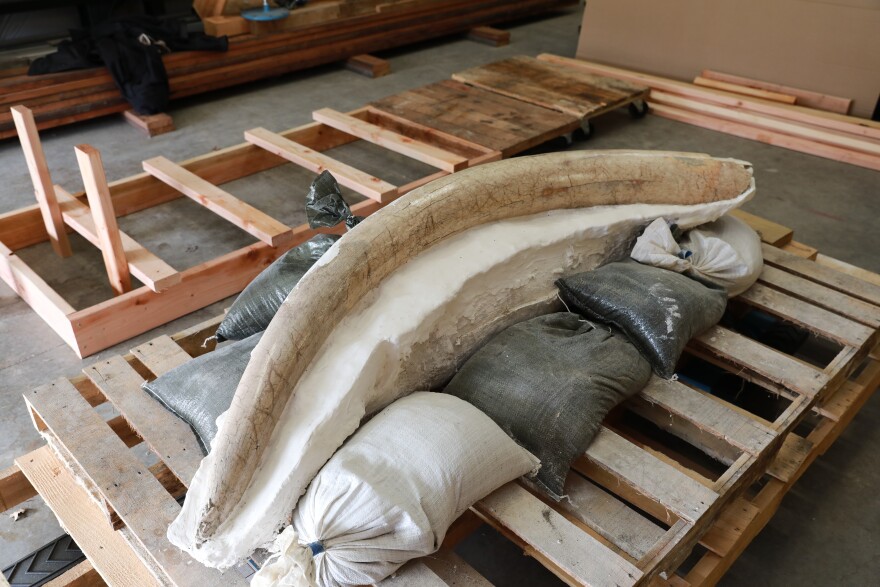 The Columbian Mammoth tusk at Corvallis Public Works after being excavated from 9th Street.