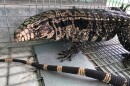 Black and White Tegu is in a cage.