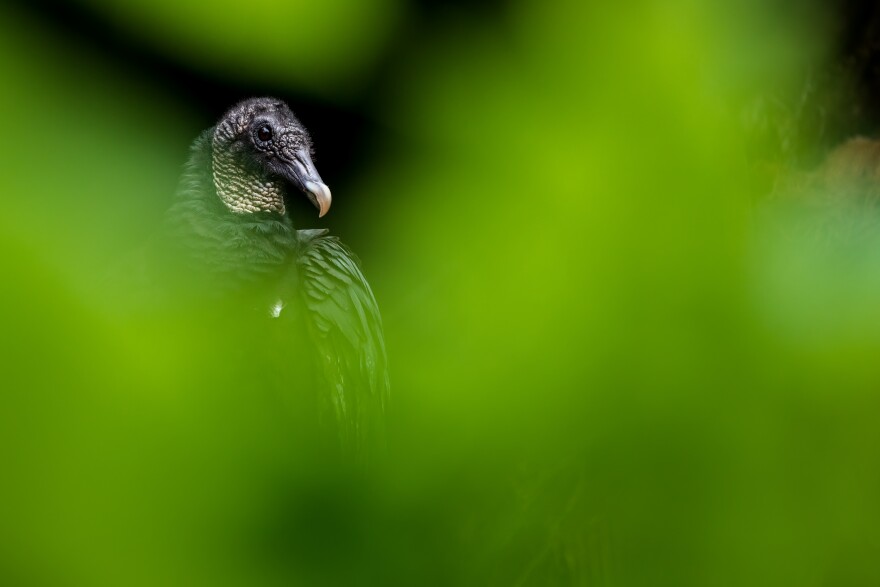  Crowley first spotted the pair of adults on the barn behind her driveway in early spring.  