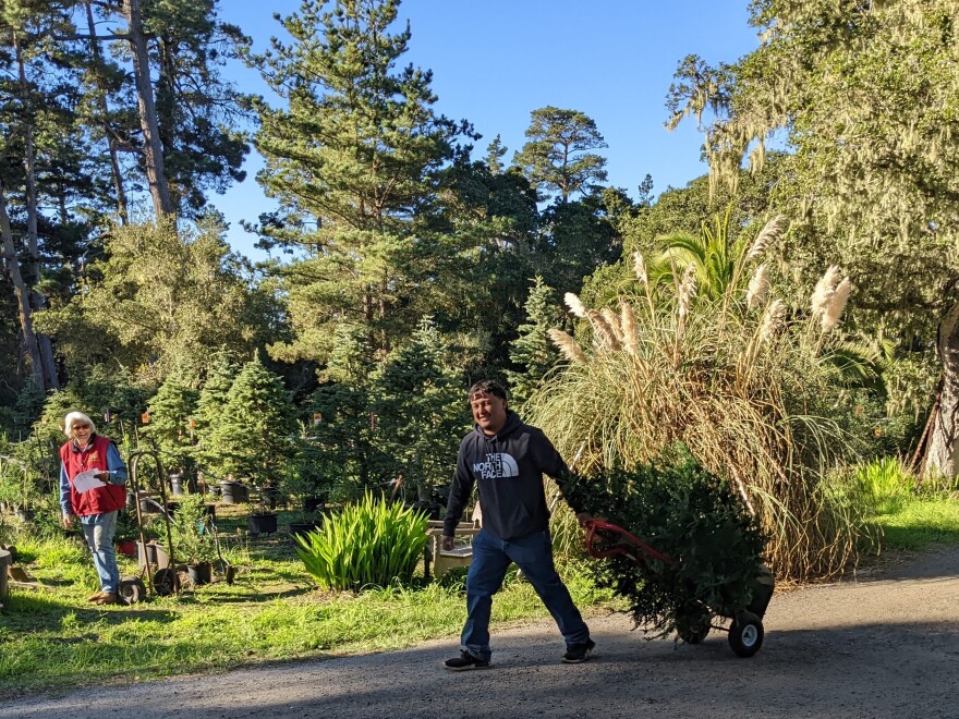 Seasonally hired delivery drivers can carry around 30 trees at a time to people's houses or meetup spots.