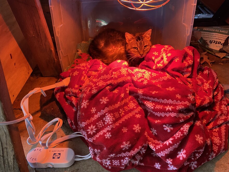 A rescued feral cat, nicknamed Gracie, keeps warm inside a makeshift shelter in a plastic container and electric heated blanket in a Massillon homeowner's garage. Animal advocates recommend bringing in stray and potentially feral cats into temporary shelters like this one during bitter cold temperatures.