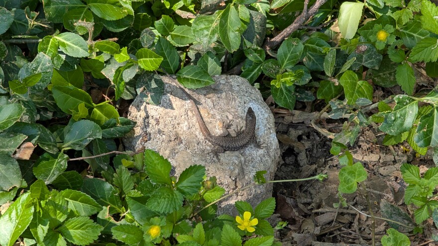 A lizard rests on a rock, in a sea of plant leaves.