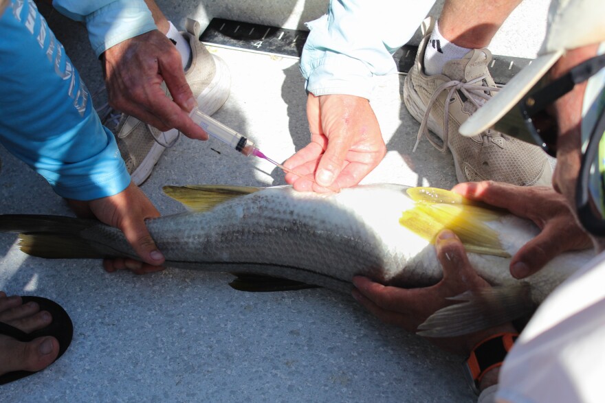 Mike Allen and his crew collect an egg sample from a female snook. (Rylan DiGiacomo-Rapp/WUFT News)