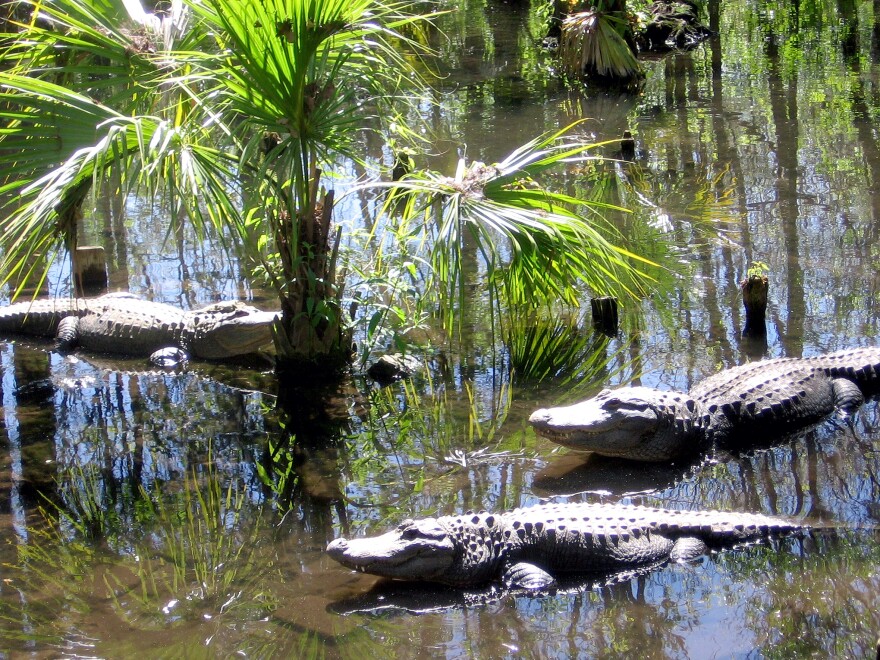 Alligators sun themselves along the waters of Silver Springs.