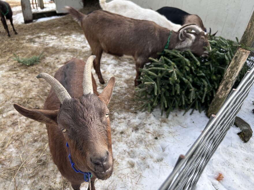 A goat at Hickory Nut Farm in Lee poses for the camera as her companions feast on an old Christmas tree.