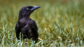 A close-up shot of an American crow on the ground