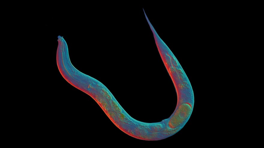 When it comes to sex, the roundworm <em>Diploscapter pachys </em>is a loner.