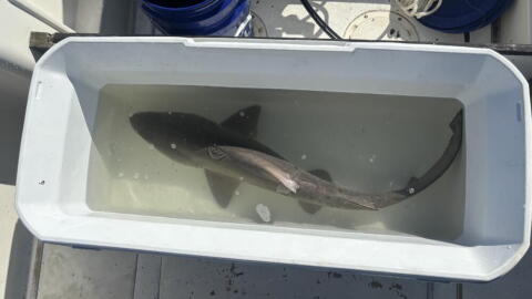 Juvenile sand tiger shark waits for tagging on board. (Katie Cole/WBUR)