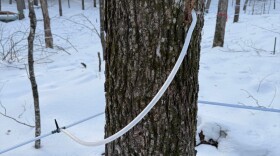 Maple tree tapped for sap collection at Kemp Station.