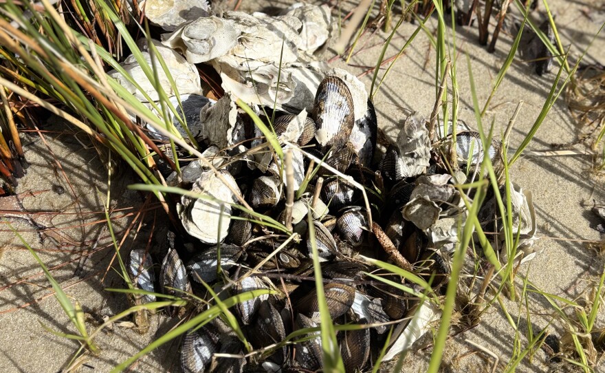 Mussels grow along a shoreline in Lynnhaven Bay in April 2026.
