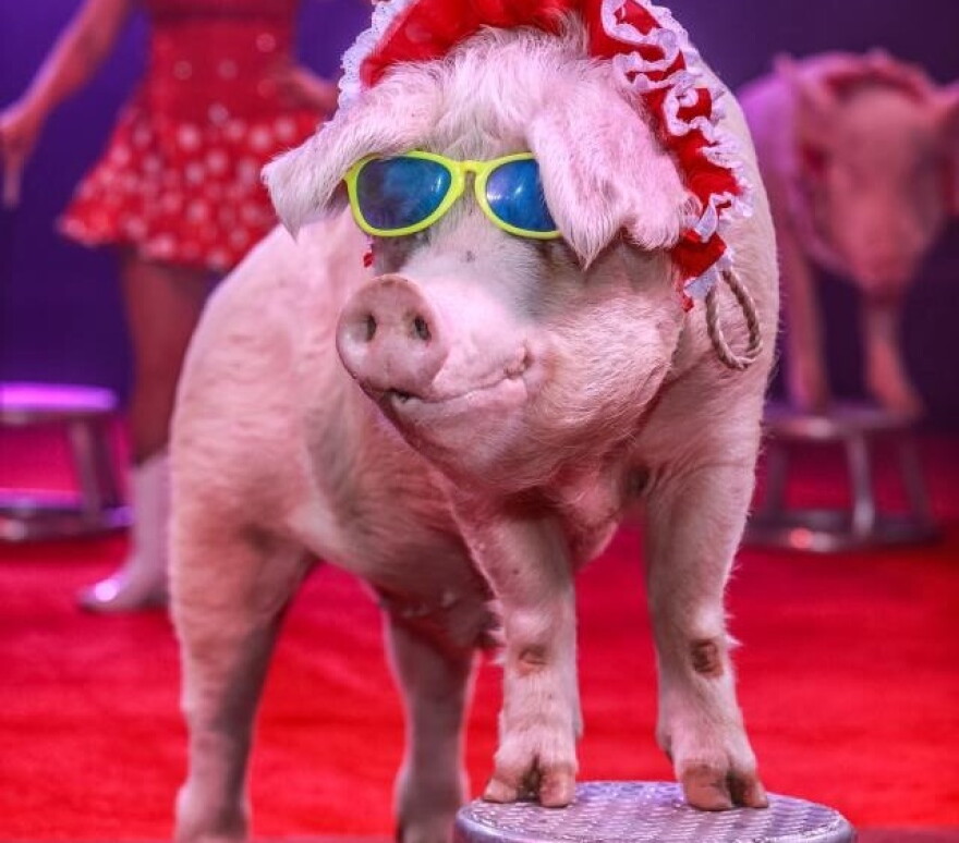 Cuzin Grumpy's Pork Chop Revue is among the new acts featured in Circus Flora's 2018 season.