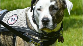 Service dog with brown and white spots