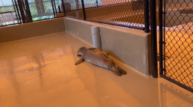 N2, a juvenile male Hawaiian monk seal rescued from Oʻahu, explores a rehabilitation pool pen at The Marine Mammal Center's Hawaiʻi Island based hospital, Ke Kai Ola.