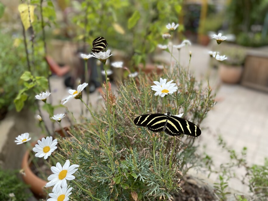 Butterflies at the Butterfly Pavilion at Santa Barbara Museum of Natural History