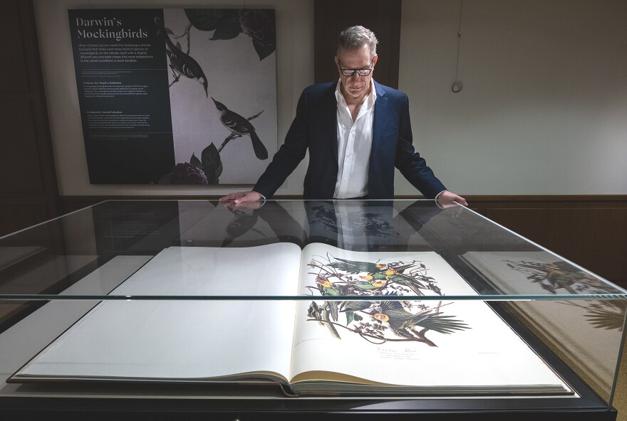 Dorfman looks down at Audubon’s Carolina Parakeet on display in the exhibit.