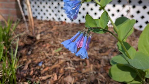 Mertensia virginica (Virginia bluebells) is a native spring ephemeral which means they flower early and drop all their leaves in early Spring.