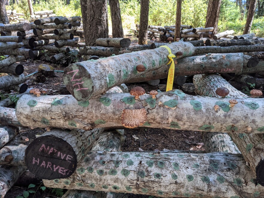 mushroom_farm_on_harry_vaughn_s_property_0.jpg